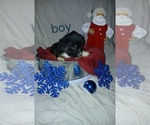Puppy Puppy 4 Miniature Australian Shepherd