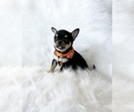 Small Photo #3 Chihuahua Puppy For Sale in SACRAMENTO, CA, USA