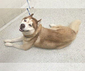 Siberian Husky Dogs for adoption in Conroe, TX, USA