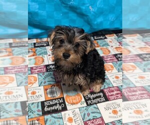 Yorkshire Terrier Puppy for sale in MILLBROOK, AL, USA