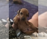 Small #28 Rhodesian Ridgeback