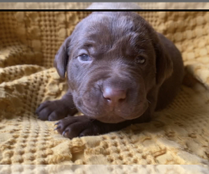 Labrador Retriever Puppy for Sale in CHARLOTTE, North Carolina USA