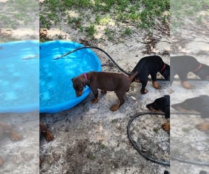Doberman Pinscher Puppy for sale in SALLEY, SC, USA