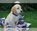Small #1 Labrador Retriever