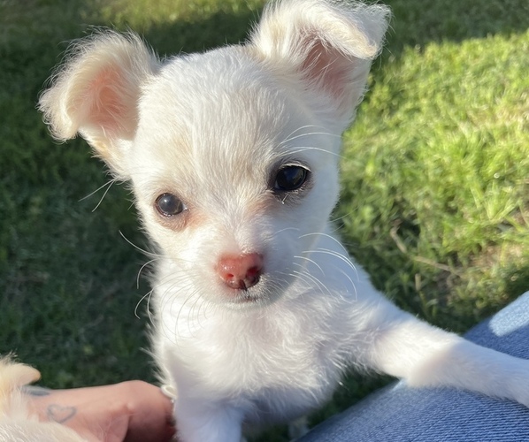 Medium Photo #1 Chihuahua Puppy For Sale in NEVADA, TX, USA