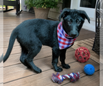 Small Mutt