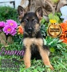 Small German Shepherd Dog