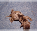 Small Photo #1 Cocker Spaniel Puppy For Sale in CROSSVILLE, TN, USA