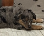 Small #2 Miniature Australian Shepherd