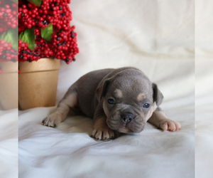 French Bulldog Puppy for sale in ARTHUR, IL, USA