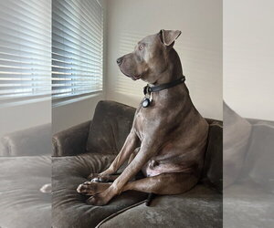 Cashew - Male Labrador Retriever-Unknown Mix Dog for Adoption - Photo #3