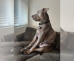 Small #2 Labrador Retriever Mix