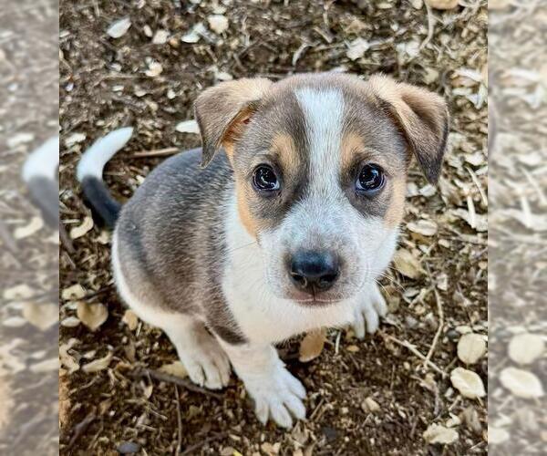 Medium Photo #1 German Shepherd Dog-Unknown Mix Puppy For Sale in Stockton, CA, USA
