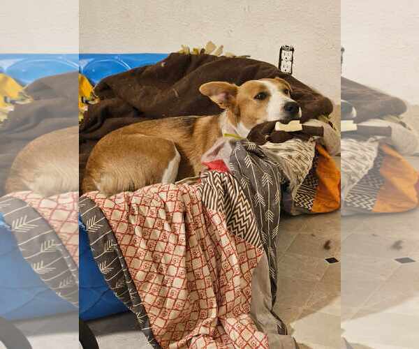 Medium Photo #4 Border Collie-Unknown Mix Puppy For Sale in Waterloo, IA, USA