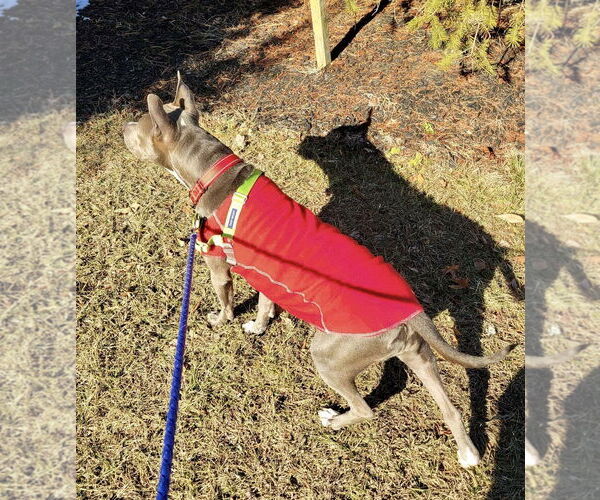 Medium Photo #52 Mutt Puppy For Sale in Mount Laurel, NJ, USA