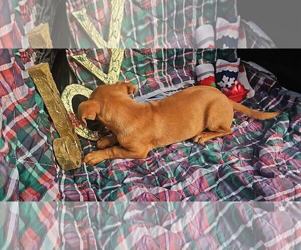 Medium Photo #5 Dachshund-Vizsla Mix Puppy For Sale in Wakefield, RI, USA