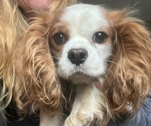 Father of the Cavalier King Charles Spaniel puppies born on 05/05/2026
