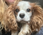 Small Photo #1 Cavalier King Charles Spaniel Puppy For Sale in BALSAM LAKE, WI, USA