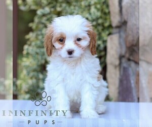 Cavapoo Puppy for sale in EAST EARL, PA, USA