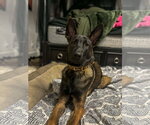 Small #4 Mutt