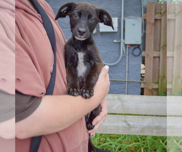 Medium Photo #3 German Shorthaired Pointer-Unknown Mix Puppy For Sale in Huntley, IL, USA