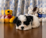 Image preview for Ad Listing. Nickname: Morkies puppies