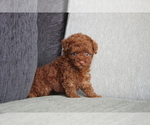 Small Photo #5 Poodle (Miniature) Puppy For Sale in WASHINGTON, DC, USA