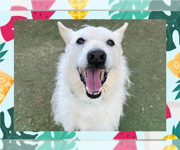 Medium Photo #3 Mutt Puppy For Sale in Ojai, CA, USA