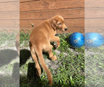 Small #4 Golden Retriever