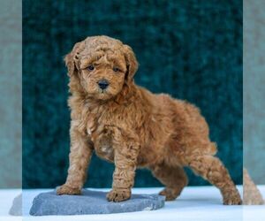 Goldendoodle (Miniature) Puppy for sale in LANCASTER, PA, USA