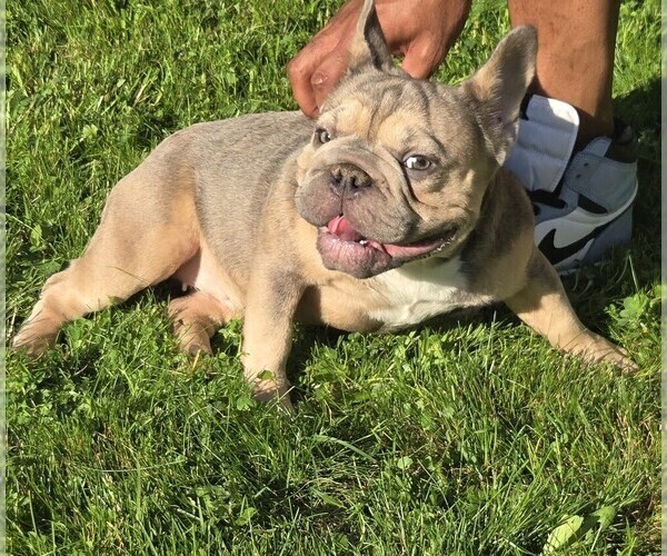 Medium Photo #5 French Bulldog Puppy For Sale in AKRON, OH, USA