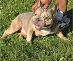 Small #4 French Bulldog