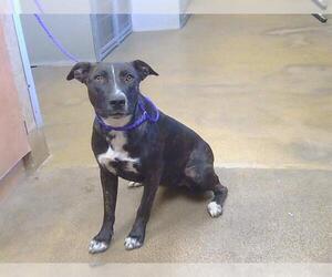 Labrador Retriever-Unknown Mix Dogs for adoption in Sacramento, CA, USA