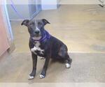 Small Labrador Retriever Mix