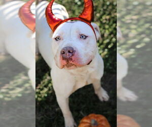 Lucious - Male American Pit Bull Terrier Dog for Adoption - Photo #3