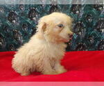 Small #1 F2 Aussiedoodle