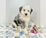 Small #5 Miniature Bernedoodle