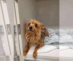 Mutt Dogs for adoption in New Orleans, LA, USA