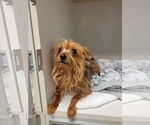 Small Mutt