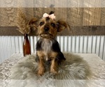 Small #7 Yorkshire Terrier