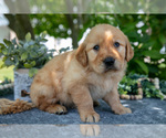 Small #2 Golden Retriever
