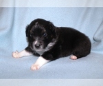 Small Photo #3 Australian Shepherd Puppy For Sale in MARBURY, AL, USA