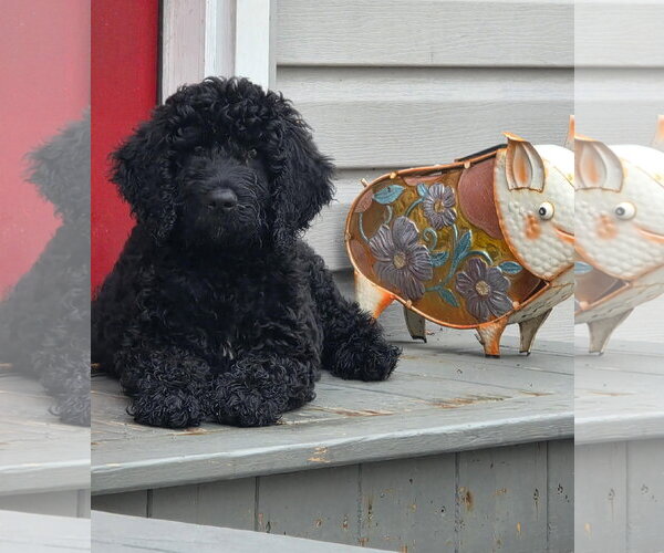 Medium Photo #2 Poodle (Standard) Puppy For Sale in Wheaton, IL, USA