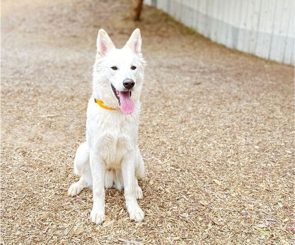 Medium Photo #2 German Shepherd Dog Puppy For Sale in San Diego, CA, USA