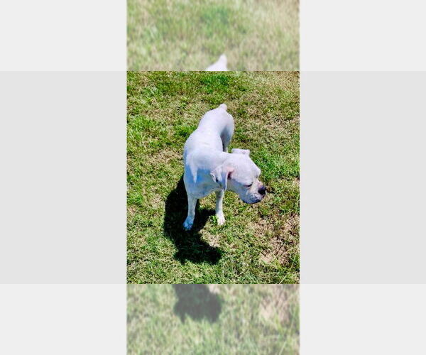 Medium Photo #4 Boxer Puppy For Sale in Austin, TX, USA
