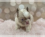 Small #13 French Bulldog