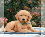 Mindy - Female Golden Retriever Puppy for Sale - Photo #3
