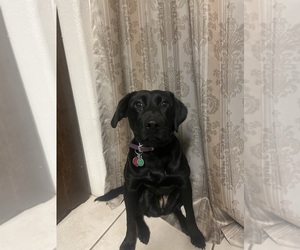 Labrador Retriever Dogs for adoption in KAMIAH, ID, USA