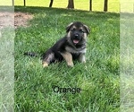 Puppy Orange collar German Shepherd Dog