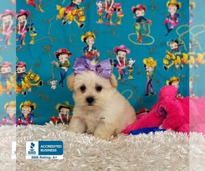 Miniature Schnauzzie-Poodle (Toy) Mix Puppy for sale in WINNSBORO, LA, USA